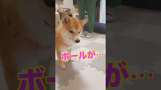 笑えるので、ご覧下さい　#Shorts柴犬豆柴#多頭飼い#Shiba inu#mameshiba