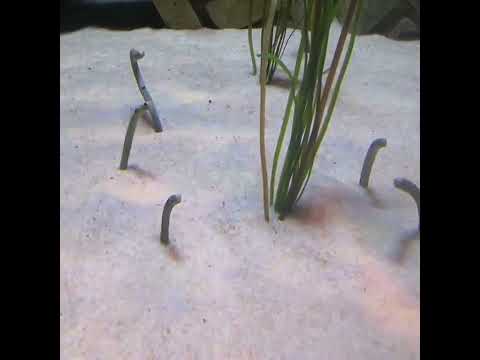 Garden Eels at Atlantis Lost Chambers Aquarium Dubai 01.02.2021
