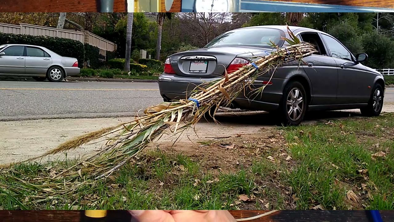 Bassoon reed cane:  harvesting and ageing wild, local cane.  (clarinet or sax, too)