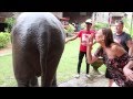 Soi the Elephant boogying to Dancing Queen