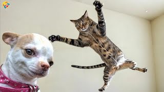 Cats are more affectionate than you might think😪🐶1 hour of FUNNY Pet Fails😻Part 25