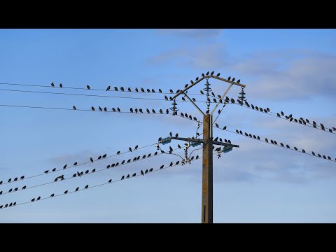 20 حيوان صعقتهم الكهرباء تم تصويرهم بالصدفة فقط لاصحاب القلوب القوية