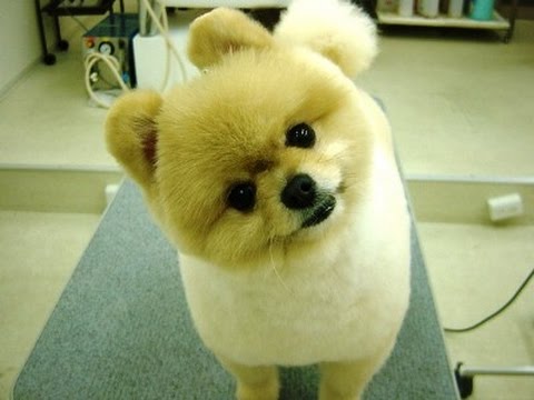 萌え たぬきカットのポメラニアンがかわいい Raccoon Cut Pomeranian Youtube