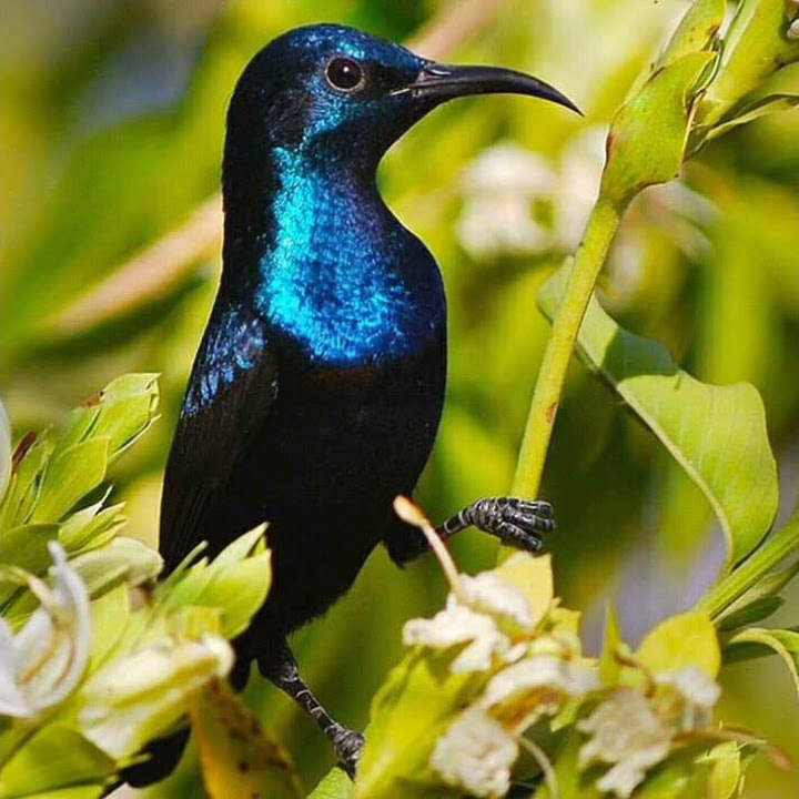 suara pikat burung kecil