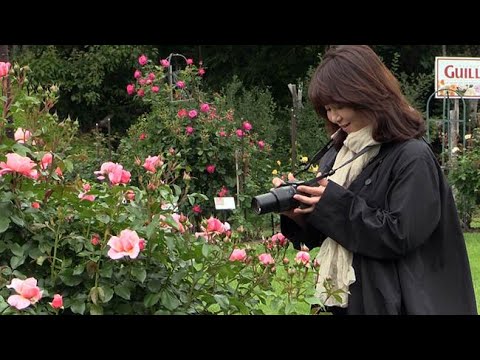 黄色にピンク バラ見ごろ 札幌 雪印種苗園芸センター Youtube