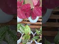 So inlove ☘️😍 #aglaonema #aglaonemalovers #indoorplants #houseplants