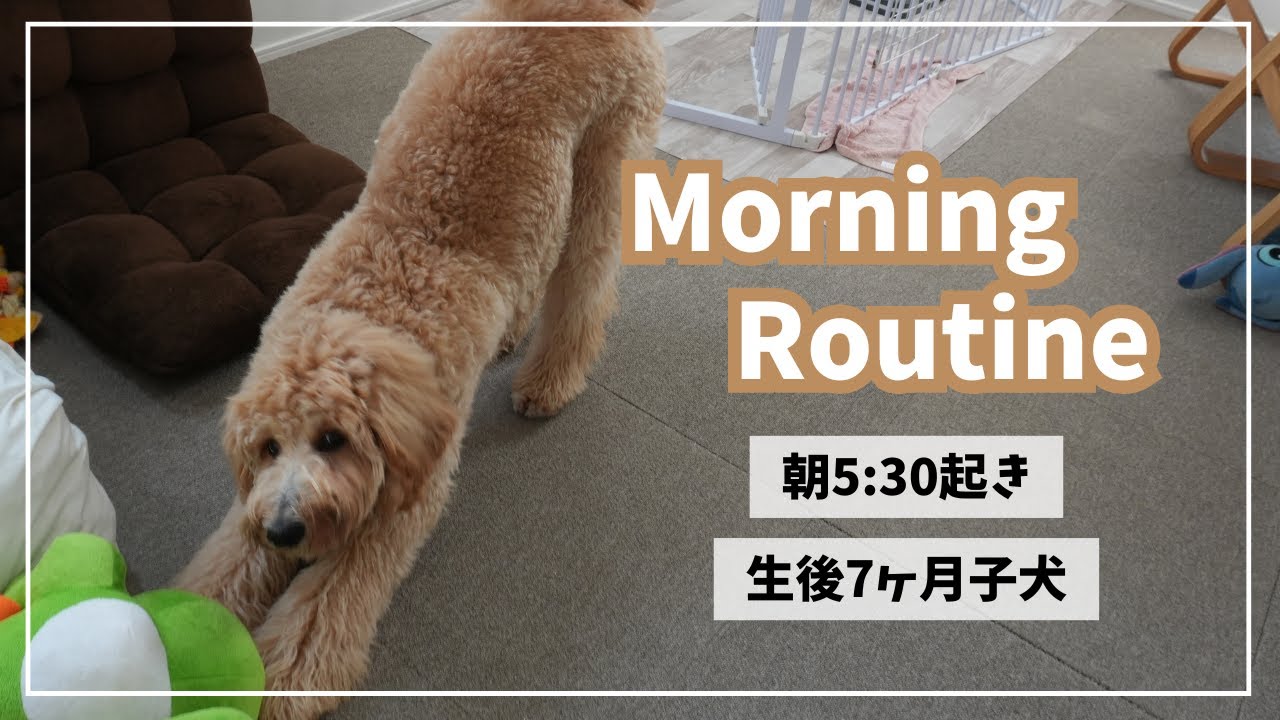 【朝5:30起き】生後7ヶ月子犬のリアルなモーニングルーティン☀️
