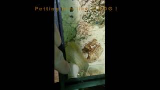 petting wolf eel like a dog