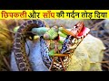 खतरनाक कीड़ा | Mantis vs snake Documentary in Hindi | Prayer mantis | mantise | mentis | iTV Hindi