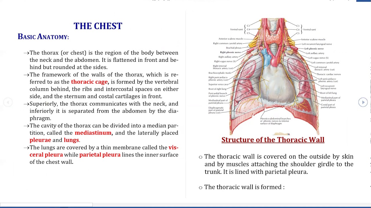 The Chest ِAnatomy - Lec. 01 / د. أحمد عبد الأمير دفار - YouTube