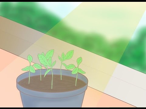 როგორ გავახაროთ ლიმონი სახლის პირობებში?