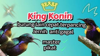 SUARA PIKAT KING KONIN ANTI GAGAL JERNIH DAN JELAS #kingkonin #kingkoningacor