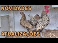 Muitas novidades na nossa criação | Coração Campeiro