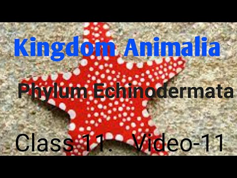 CLASS 1:KINGDOM ANIMALIA : PHYLUM ECHINODERMATA :VIDEO-11 - YouTube