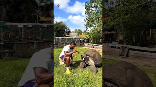 The Journey Of Baby Turtles 😱 | Facto Mania