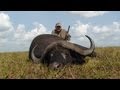 Hunting Cape Buffalo