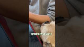 コタツで仕事はできませんなぁ ゴエちゃん フレンチブルドッグ 犬のいる生活