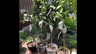 видео: Пересадка, воздушная отводка и прививка одновременно картинка: Пересадка, воздушная отводка и прививка одновременно