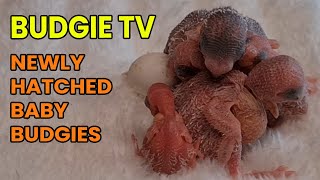 Baby Budgies from 1 Day old to 6 Days Old by Pet TV Australia 209 views 1 year ago 1 minute, 39 seconds