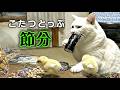 こたつトップ節分｜ねこせいかつ #cat