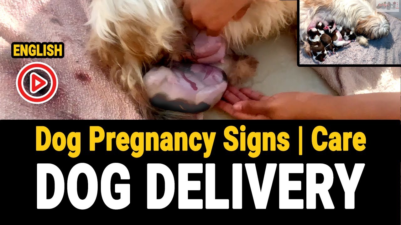 Dog giving birth for the first time dog delivery video in English shih tzu giving birth 