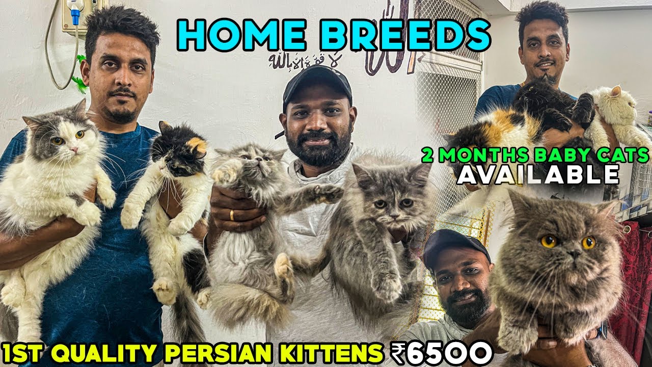 Best persian cat farm in chennai😼, Cats for sale