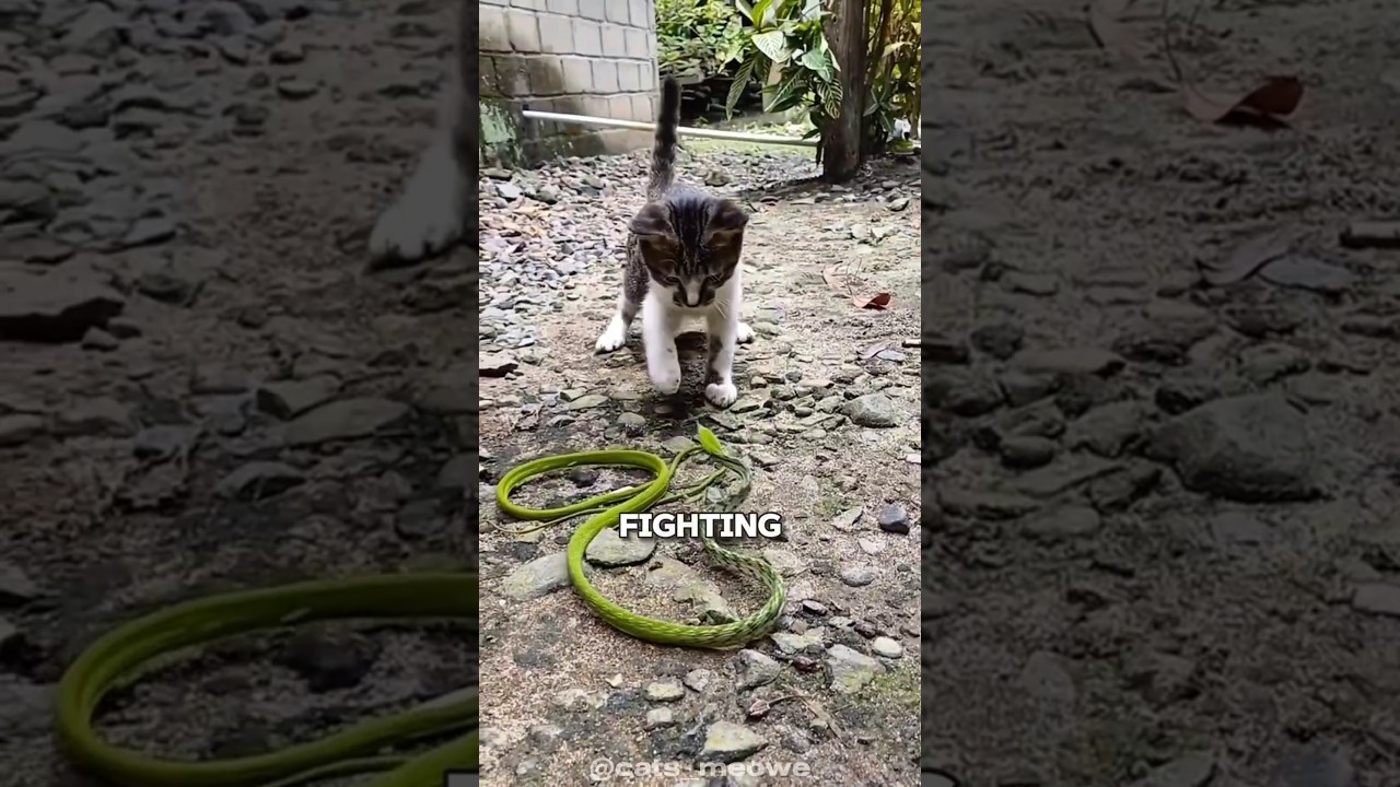 Cat vs Snake 