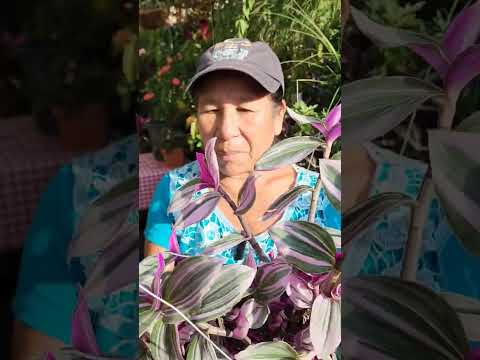 Video: ¿Florece tradescantia zebrina?