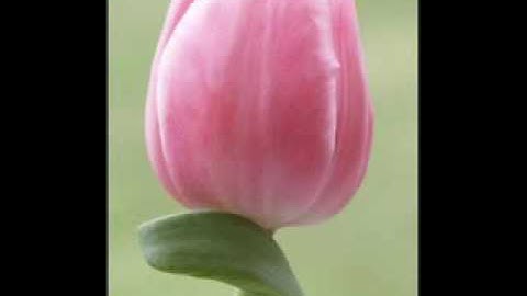 سورة النازعات الشيخ محمد البراك