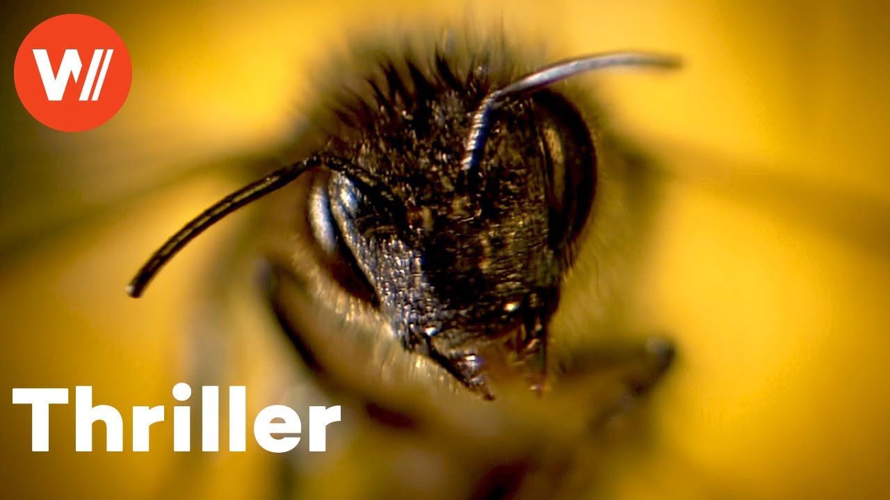 Die Bienen - Tödliche Bedrohung | Katastrophenthriller über mutierte Killerbienen auf Mallorca
