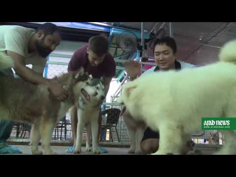 Pet cafe trend cat ching on in Yangon YouTube Pet cafe trend cat ching on in Yangon YouTube