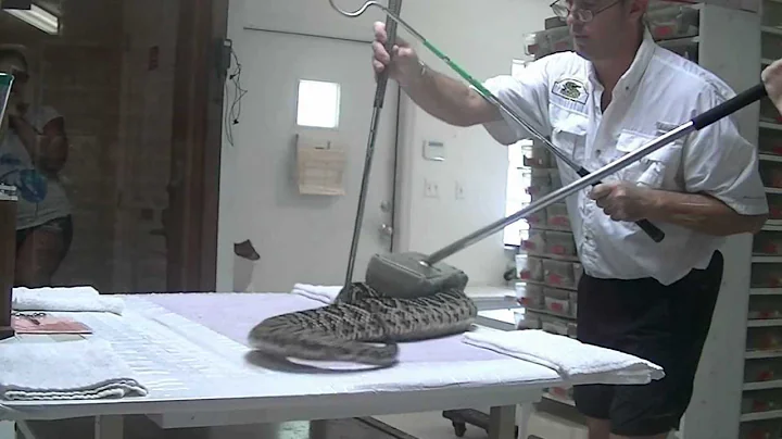 Eastern Diamondback Rattlesnake Venom Extraction