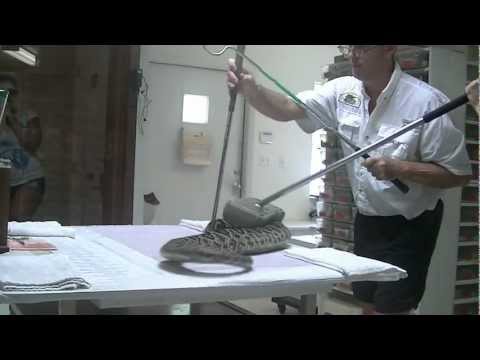 Thumbnail for Eastern Diamondback Rattlesnake Venom Extraction