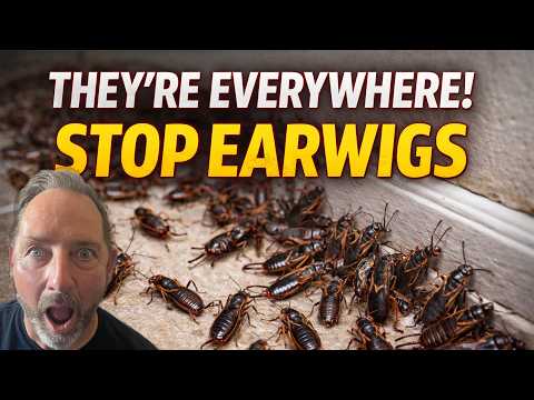 Wie man Earwigs in Ihrem Haus für gut Rid