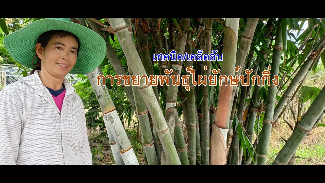 การขยายพันธุ์ไผ่ยักษ์ปักกิ่ง หรือ ไผ่จีน