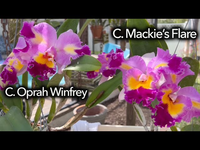 Similar Beautiful Flared Orchids - YouTube