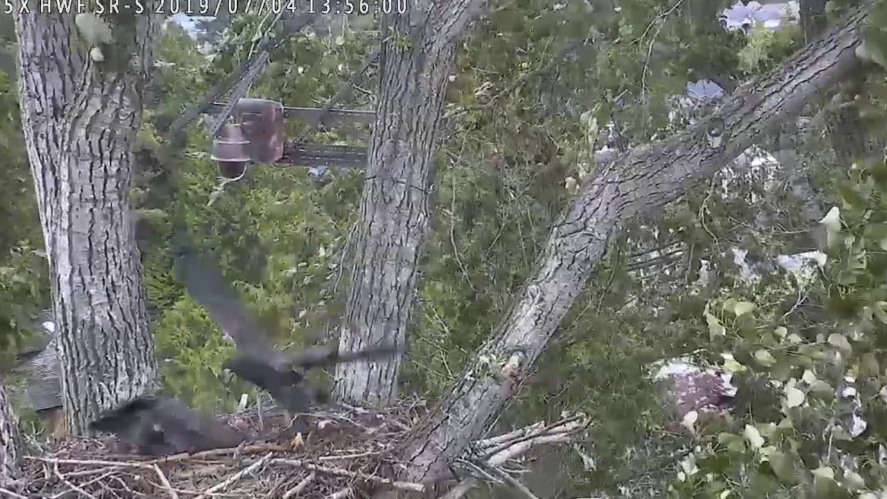 bald eagles in wisconsin Watch this Ess! Surrey Reserve