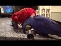 Hyacinth Macaw Zack and Green Winged Macaw  playing