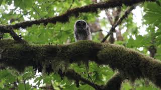 Une chouette rayée juvénile qui bouge sa tête. A juvenile Barred Owl in Squamish who moving is head.