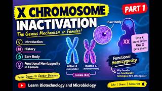 X Chromosome Inactivation/ Dosage Compensation for X Chromosome/Lyon hypothesis/Lyonization (Part 1)