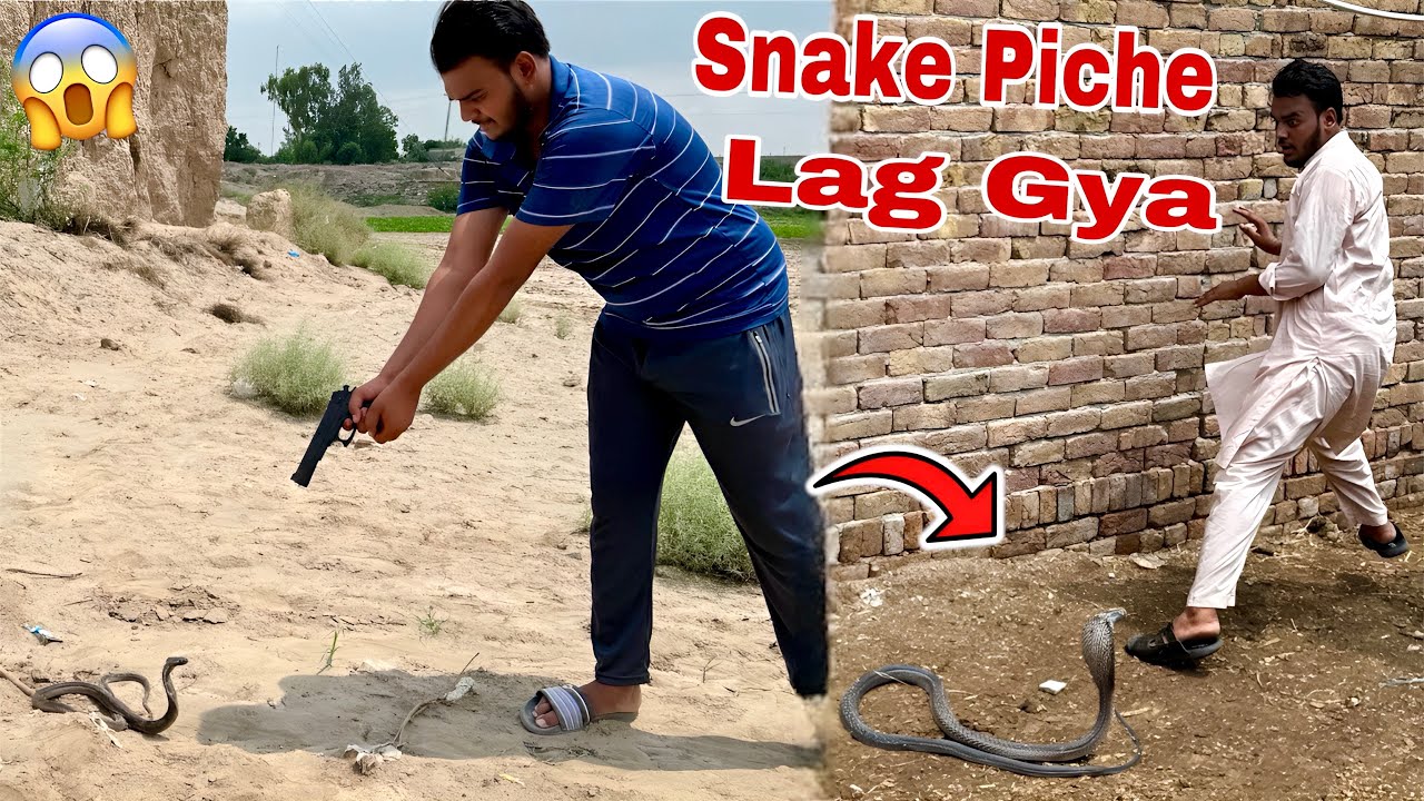Why did the snake get shot? Why did the other snake get stuck behind Waseem?