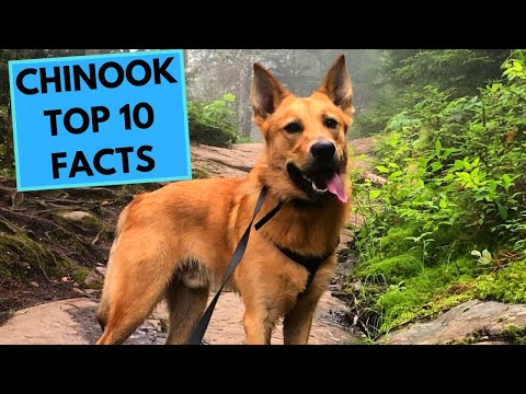 فيديو: Chinook Dog Breed هيبوالرجينيك والصحة والحياة تمتد