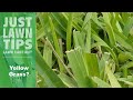 How To Fix Yellow Grass - St Augustine Grass Turning Yellow