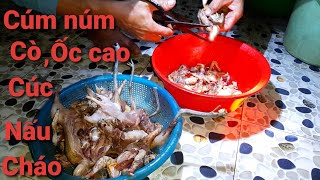 CÚM NÚM, CÒ, ỐC CAO, LÁ RỤNG NẤU CHÁO /NTN