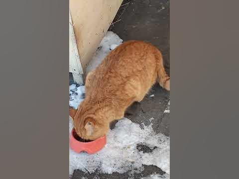#shorts #рыжий_кот_обедает - YouTube