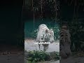 کمیاب ترین حیوانات جهان کمیاب ترین حیوانات جهان