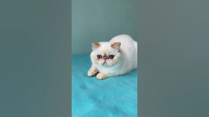 Video 3680231: exotic shorthair red