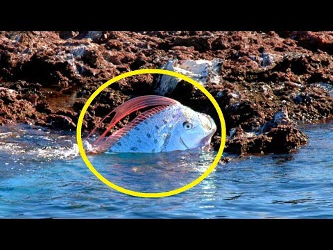 16 Strange Fish That Actually Exist In Our Waters