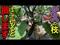 ナスこれすれば秋まで驚くほど無限に採れる!摘芯・切り戻しを図解で徹底解説!初心者にも分かりやすい整枝・剪定方法