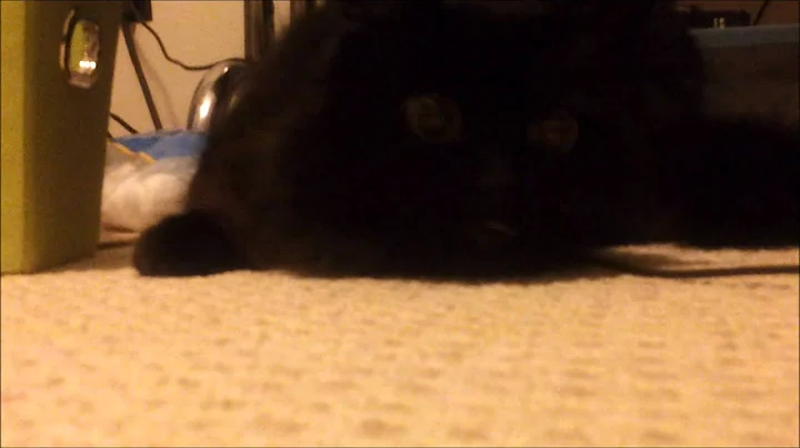 My Damn Cat